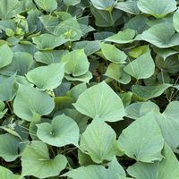 シソ,赤玉ねぎ,芽キャベツ,紫玉ねぎ,ワルナスビの画像