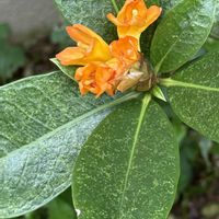 シャクナゲ,地植え,庭の画像