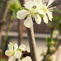 スモモ,スモモ,スモモ,柑橘系,スモモのお花の画像