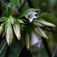ツルリンドウ,タマアジサイ,山野草,花散歩,国営アルプスあづみの公園の画像