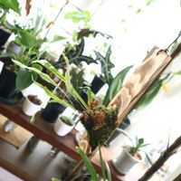 コルチカム,シュロチク,ドリナリア クエルシフォリア,ドリナリア属,着生チームの画像