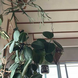 サボテン,コウモリラン,ゴムの木,観葉植物達,流木の画像