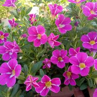 ラムズイヤー,ｶﾘﾌﾞﾗｺｱ ﾌﾞﾘﾘｱﾝﾄｽﾀｰの画像