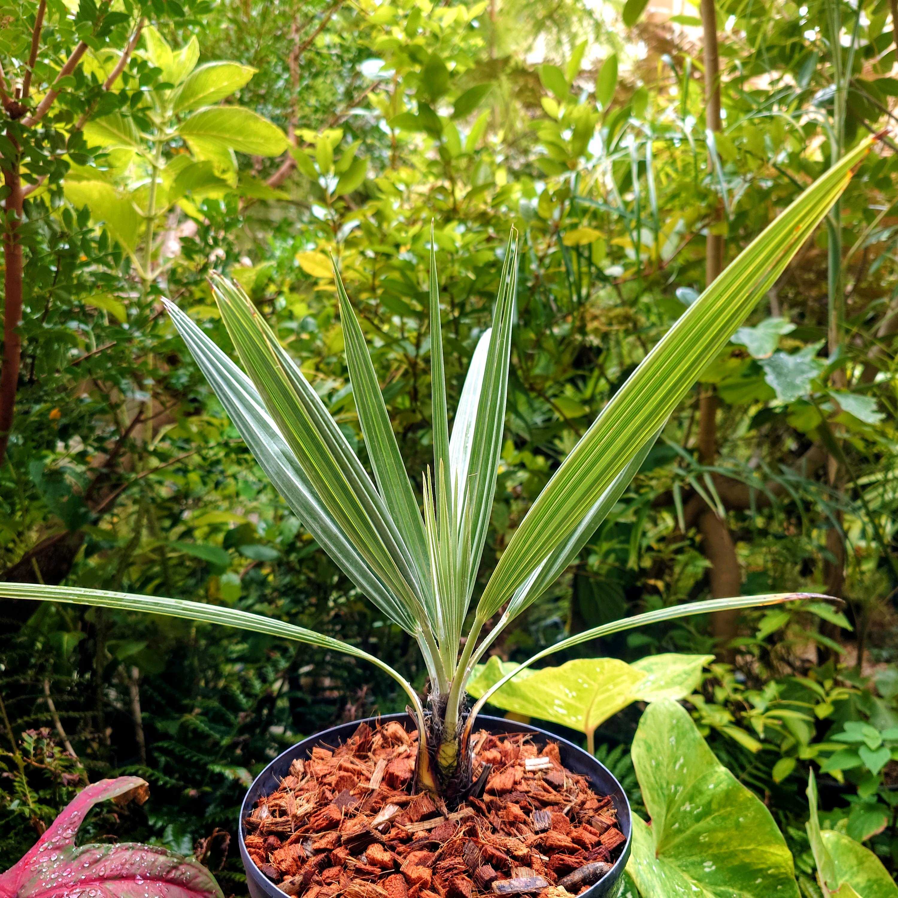ブラヘア　カルカレア ブラヘア カルカレア 苗 販売 苗木部 By 花ひろばオンライン
