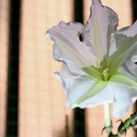 ヨルガオ,ヨルガオ,ユウガオ,ユウガオ,白い花の画像