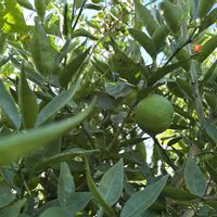 すだち,すだち（実生）,実生,花のある暮らし,花いろいろの画像