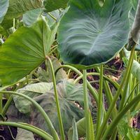 サトイモの画像