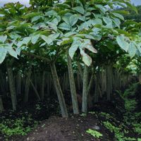 コンニャク,おでかけ先,よそ様の畑の画像