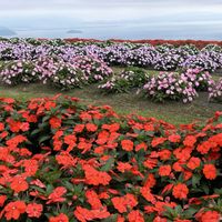 コキア,日々草,インパチェス,箱館山,びわこ箱館山の画像
