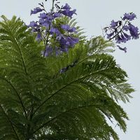 ジャカランタ,トックリキワタ,トックリキワタ,銅葉インドハマユウ クリナム ‘ メネフネ ’,アケボノキワタの画像