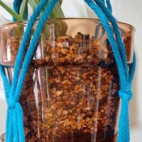 ヒメモンステラ,ホヤ♡,ホヤ・パビフォラ,standard　productsの画像