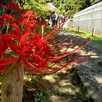 ヒガンバナ,彼岸花  曼珠沙華,彼岸花　ひがんばな,お散歩,花のある暮らしの画像