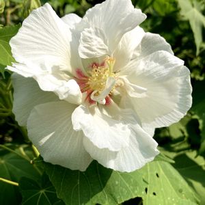 スイフヨウ,スイフヨウ,フヨウ,フヨウ,八重咲き酔芙蓉の画像