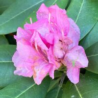 シャクナゲの画像