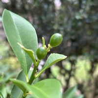 キンカン,キンカン,キンカン,キンカン,ミカン科の画像