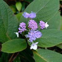 タマアジサイ,公園,お出かけ先の画像