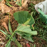 サトイモの画像