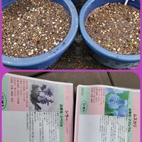 シラー,花のある暮らし,ムスカリ♡,クリスマス ローズ,庭の鉢達の画像