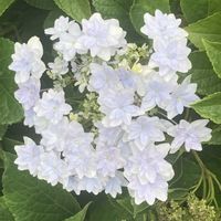 アジサイ,お出かけ先にての画像