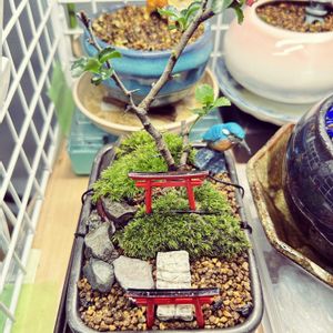 長寿梅,長寿梅,盆栽,ミニ盆栽,室内の画像