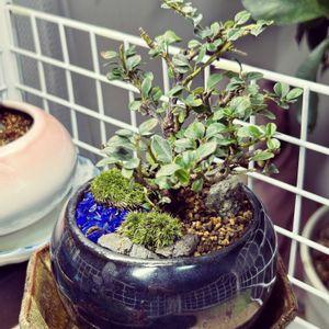 紅紫檀,紅紫檀,紅紫檀（ベニシタン）,盆栽,ミニ盆栽の画像