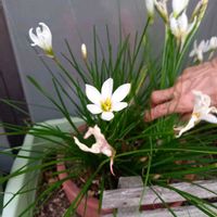 タマスダレの画像