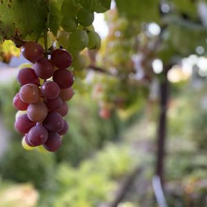 紅伊豆,北海道,オーガニック,葡萄育て,家庭菜園の画像