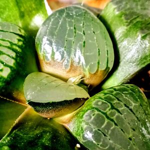 サボテンの水耕栽培,ハオルチア 魔界,つぶやき,北海道,ありがとうの画像