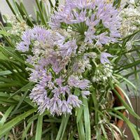 アリウム,アリウムミレニアム,鉢植え,裏庭,花のある暮らしの画像
