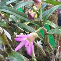 セッコク,ハイドランジア,セッコク 段咲き紅一点花）,ハイドランジア アナベル ピコティ シャルマン,いい香りの画像