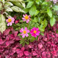 ビデンス,センニチコウ,センニチコウ,ハイビスカス,ペンタスの画像