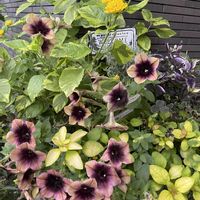 サントリナ,リシマキア,ランタナ黄色,千日紅（せんにちこう）,こぼれたねビオラの画像