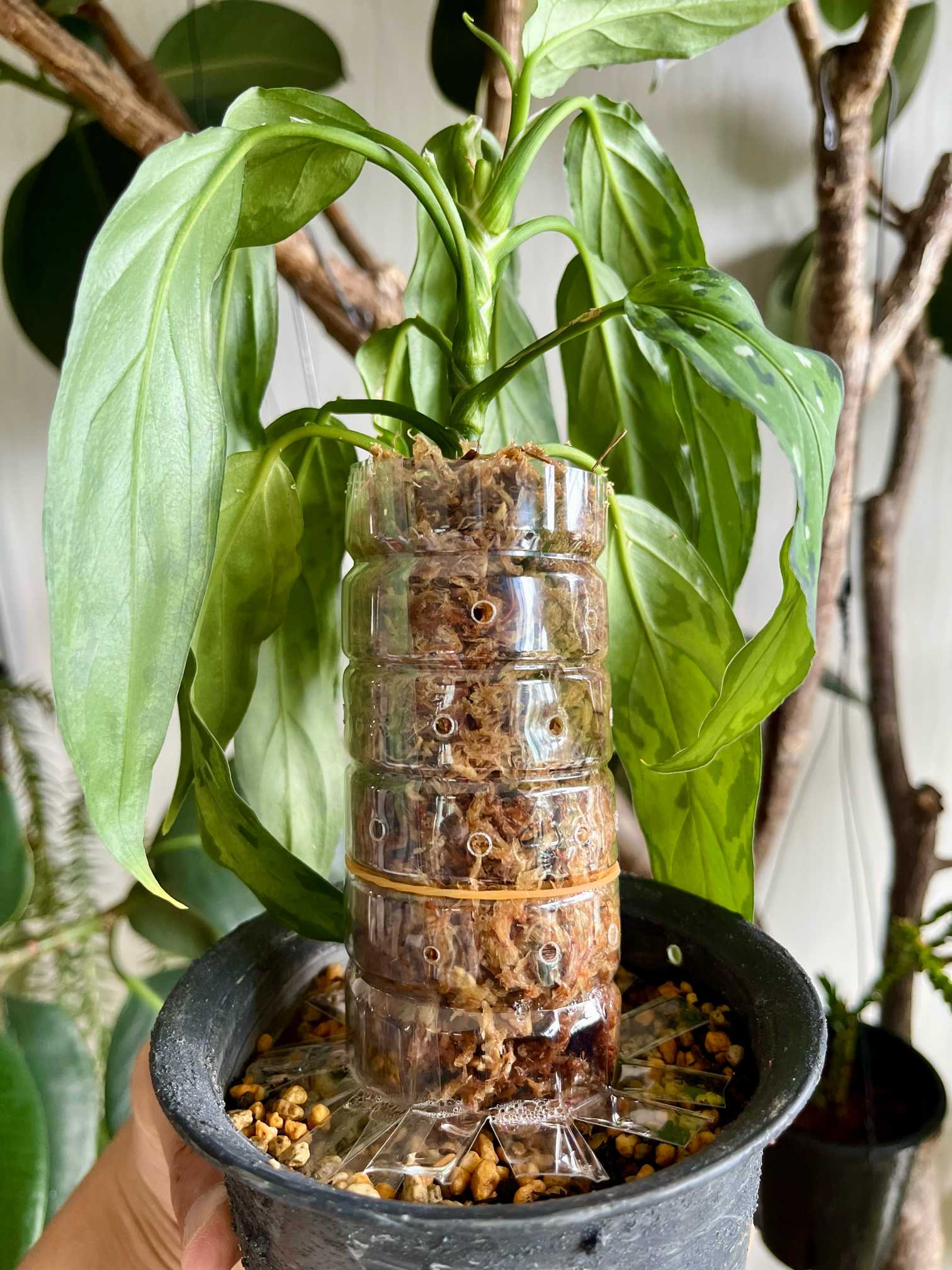 アグラオネマ ピクタム 細葉｜🍀GreenSnap（グリーンスナップ）