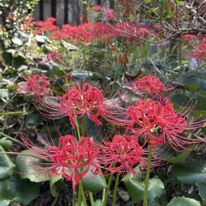 ヒガンバナ,セリア,満開,曼珠沙華,代官山の画像