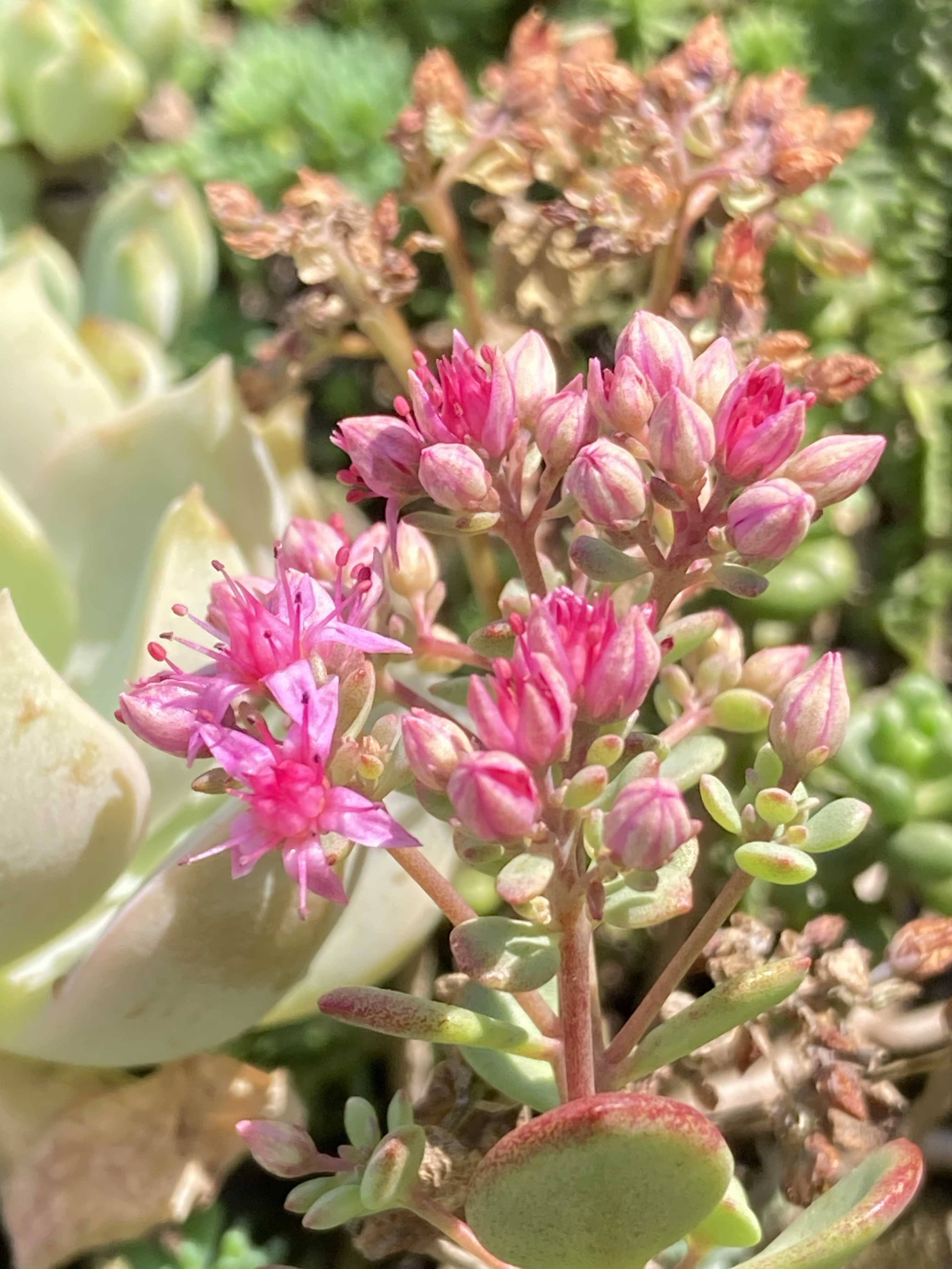 赤葉日高ミセバヤの一覧｜🍀GreenSnap（グリーンスナップ）