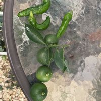 すだち,家庭菜園の画像