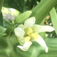 パパイアの画像