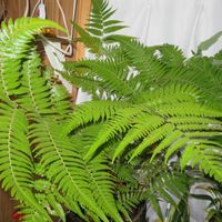 タカワラビ,キンモウコウ,観葉植物,癒し,インテリアグリーンの画像