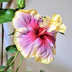 ハイビスカス,ハイビスカスフラミンゴ,ハイビスカス アドニス ダブルオレンジ,ハイビスカス　ケイト,ハイビスカスアポロガーデンの画像