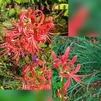 サルスベリ,サルスベリ,ヒガンバナ,ヒガンバナ,百日紅（サルスベリ)の画像