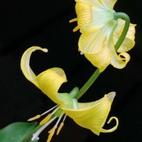 カタクリ,黄花カタクリ,黄花カタクリ（西洋カタクリ）,キバナカタクリ(黄花片栗),空ヘ　元気　UP⤴❦の画像