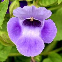 トレニア,お出かけ先にての画像