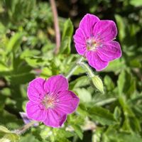 チコリ,チコリ,ゲンノショウコ,ゲンノショウコ,ベニバナサワギキョウの画像