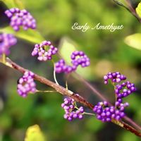 コムラサキ,サワギキョウ,スペアミント,キノコ,チョウジタデの画像