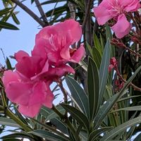 シャクナゲの画像