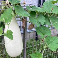 ユウガオの画像