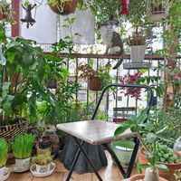 オリズルラン,キャットテール,ハゴロモジャスミン,ポトス,月下美人の画像