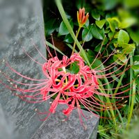 ヒガンバナ,ヒガンバナ(彼岸花),赤い花,地植え,球根植物の画像