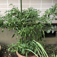 チャイブ,ロシアンセージ,レモングラス,ローズマリー,ハラペーニョの画像