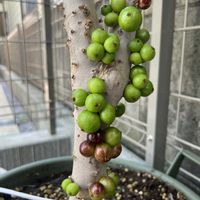 ジャボチカバの画像